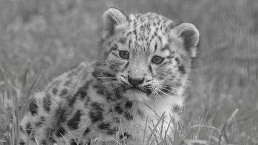 Die kleine Akira ist am Mittwochnachmittag überraschend verstorben (Bild: Zoo Salzburg)