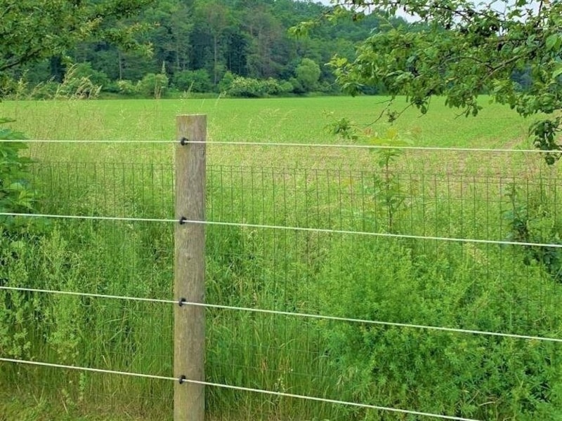 Mit einem Satz überwand das 31-jährige Pensionspferd diesen mit Strom gesicherten Zaun. (Bild: zVg)