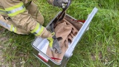 „Doppelter“ Einsatz in Pressbaum: Feuerwehrleute fingen die Natter ein und setzten sie in der Wildnis aus. Doch der nächste Alarm folgte kurz später. (Bild: FF Pressbaum)