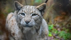 Ein Luchs (Bild: APA/dpa/Patrick Pleul)