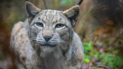 Ein Luchs (Bild: APA/dpa/Patrick Pleul)