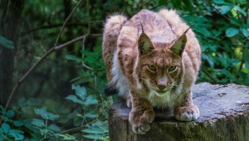 In seinem großen Revier duldet der Luchs kein anderen Artgenossen desselben Geschlechts. (Bild: Liam Alexander Colman, stock.adobe.com)