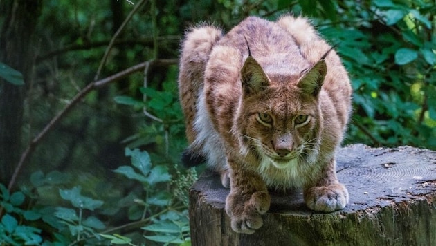 The area between the Salzkammergut and the Vienna Woods would in principle be a suitable habitat for the lynx. (Bild: Liam Alexander Colman, stock.adobe.com)
