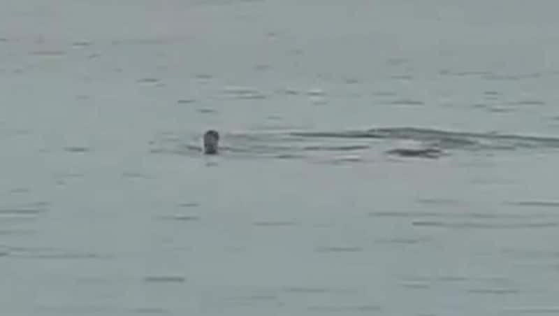 Eine entsetzte Frau am Strand filmte das Unglück. (Bild: Twitter.com/Chrisi198719)