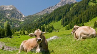 Der Klimawandel und seine Auswirkungen stellt auch die heimische Almwirtschaft vor ...