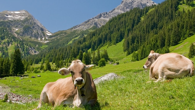 In der Schweiz ist eine 91-Jährige beim Almauftrieb von einer Kuhherde zu Tode getrampelt worden (Symbolbild).