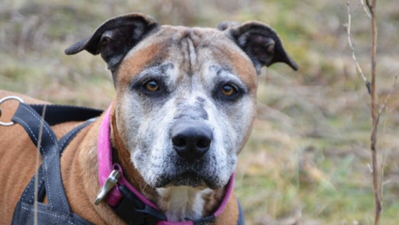 Hundesenior Achilles wünscht sich eine Familie (Bild: TierQuarTier)