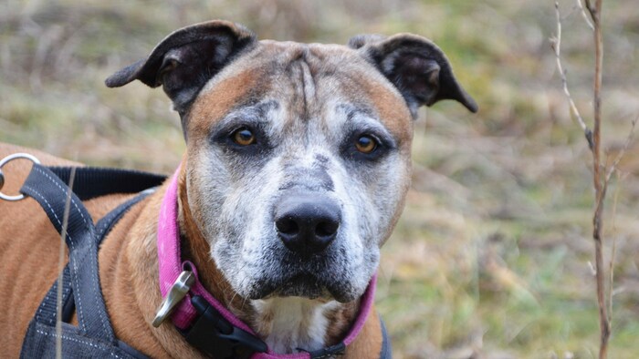 Hundesenior Achilles wünscht sich eine Familie