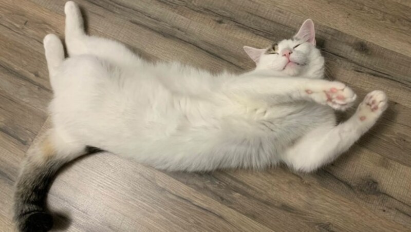 Luna muss wegen einer Allergie abgegeben werden. (Bild: Privat)