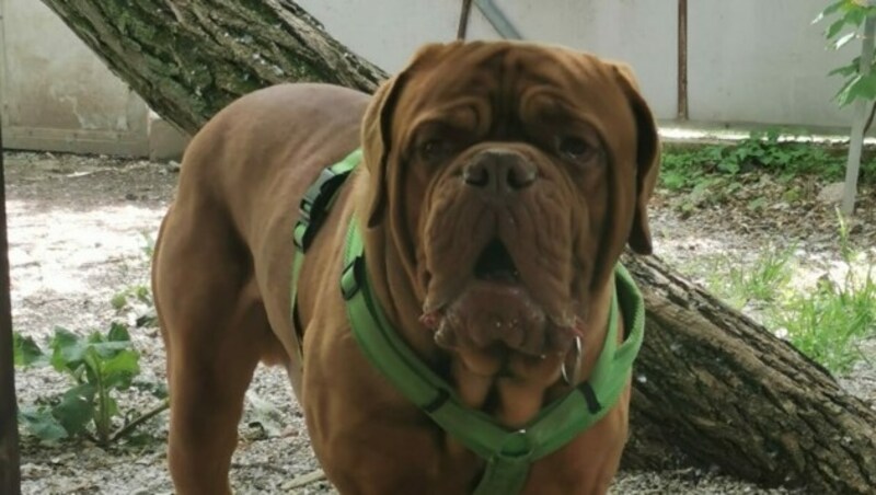 Apollo benötigt eine Kennenlernphase. (Bild: Tierschutz Austria)