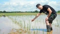 Das ganze Feld steht unter Wasser: Patrick Drobetz aus Goritz bei Radkersburg beklagt hohe Ausfälle bei seiner Ernte in diesem Jahr. (Bild: Marcel Pail)