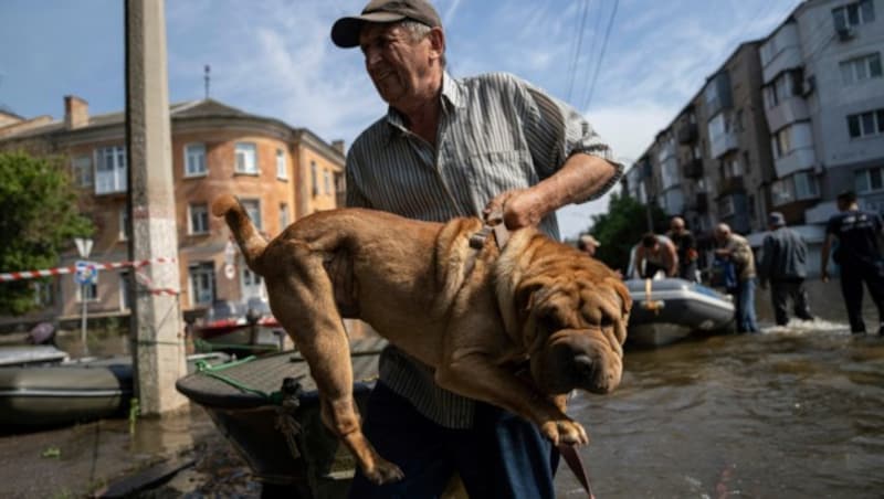 Auch viele Tiere mussten vor den Fluten in Sicherheit gebracht werden. (Bild: ASSOCIATED PRESS)