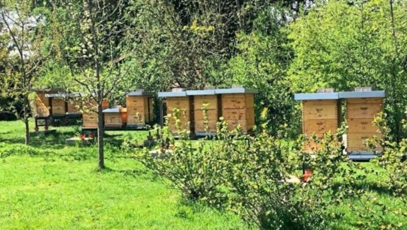 Mitten in Klagenfurt summen die Bienen im wunderschönen Garten friedlich dahin. (Bild: Fischer Claudia)