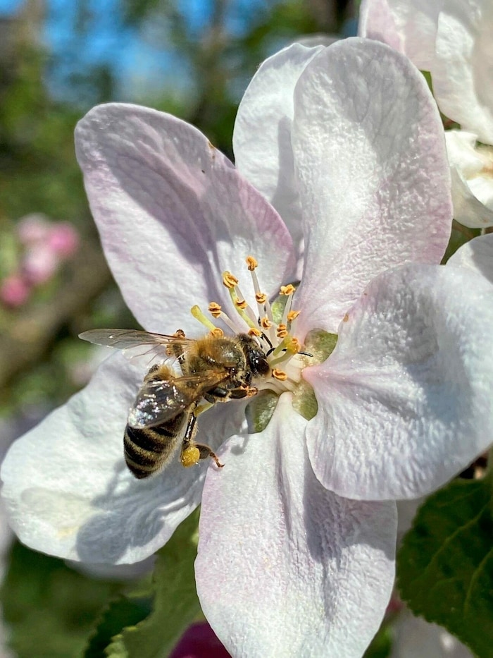Biene auf Apfelblüte.