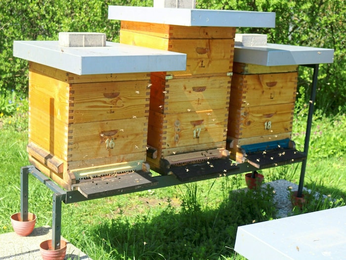 Alle Bienenstöcke wurden vor der Bestückung mit Bienen mit Leinöl/Firnis gestrichen und auf eigens angefertigte Gestelle zu je drei Völkern abgestellt. 