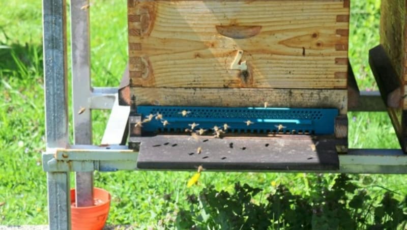 Auch bei den Bienenstöcken hat er keine Mühe gescheut. (Bild: Fischer Claudia)