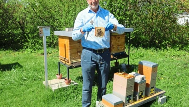 Siegfried Gabner mit seinen friedlichen Bienen. (Bild: Fischer Claudia)