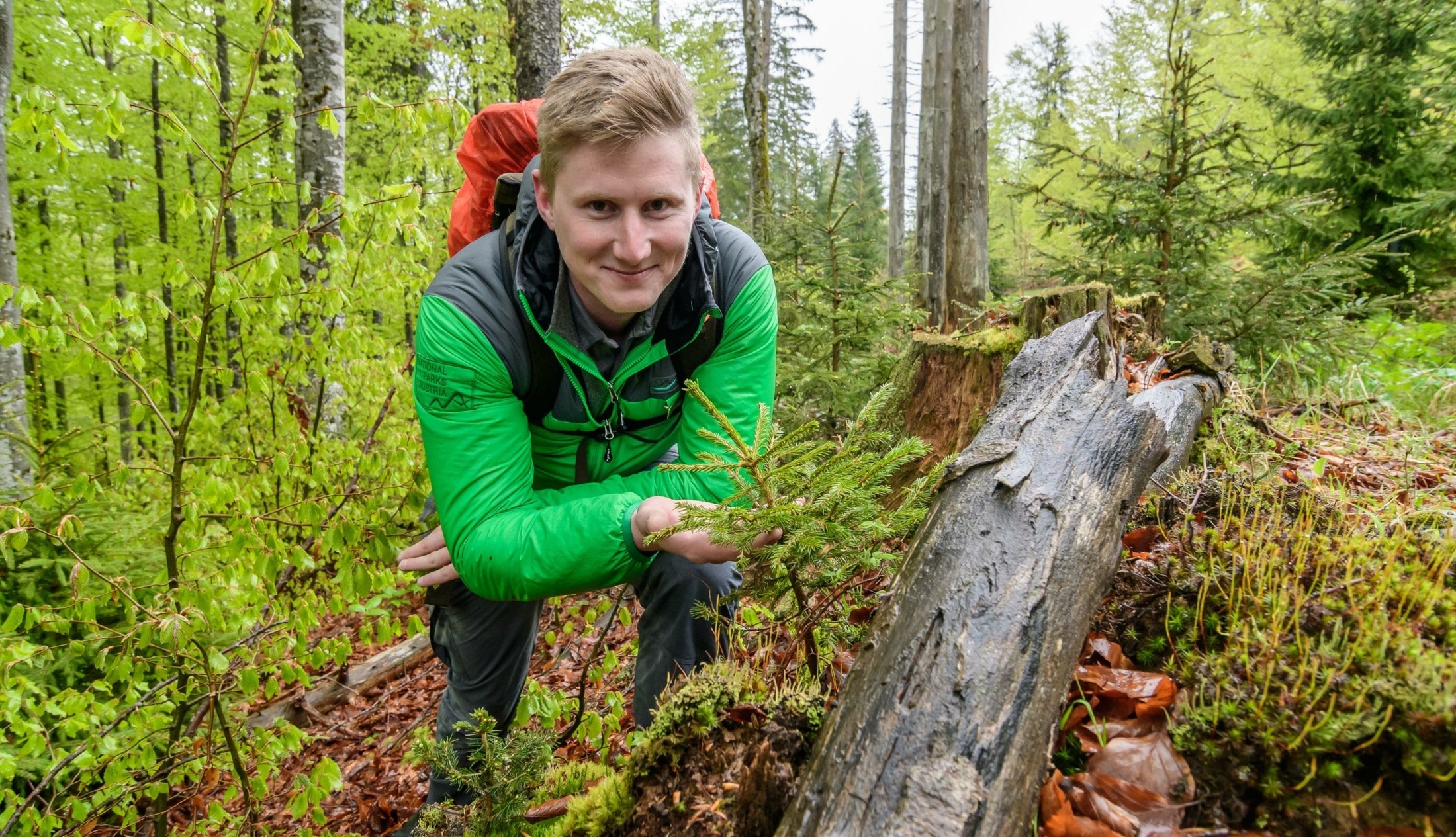 Nationalpark Kalkalpen - Jeden Tag Unterwegs In Der Waldwildnis | Krone.at