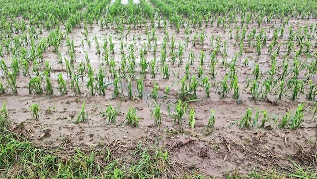 Starkregen setzte Felder völlig unter Wasser (Bild: ÖHV)