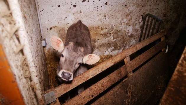 (Bild: VGT.at / VEREIN GEGEN TIERFABRIKEN)