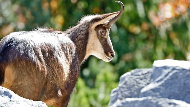 Gämsen sind normalerweise im Gebirge zuhause. (Bild: Birbaumer Christof)