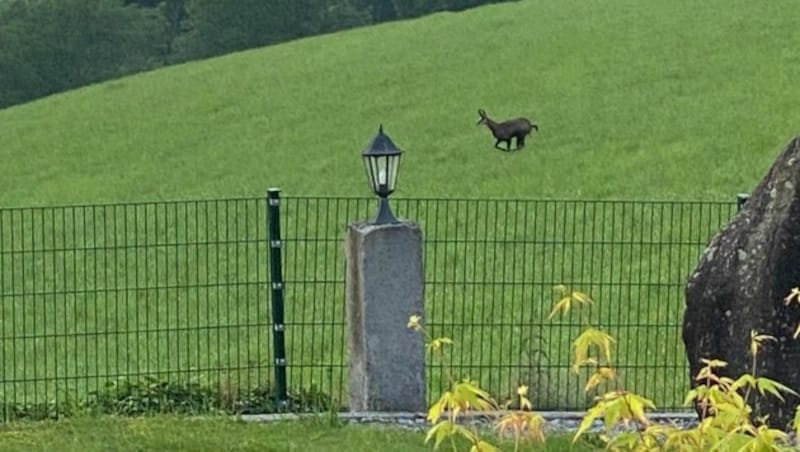 Der Gamsbock wurde Donnerstag früh im Oberen Mühlviertel fotografiert. (Bild: ZVG)