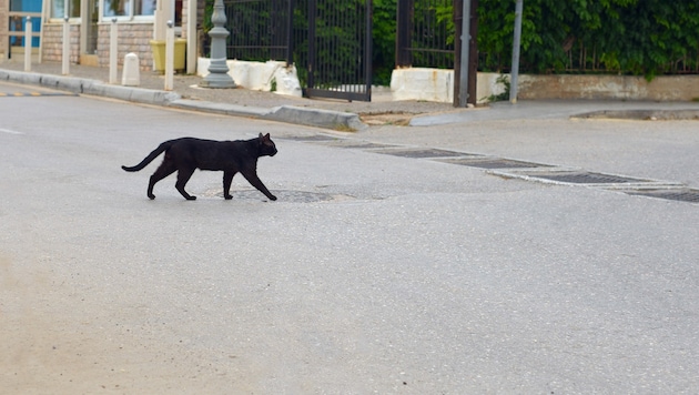 Der Mann soll auf der Straße eine schwarze Katze übersehen haben. (Bild: Roman - stock.adobe.com)