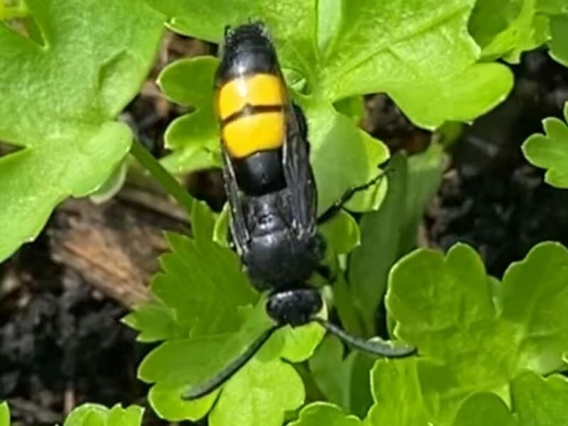 Mitten in Klagenfurt schwirren Borstige Dolchwespen. (Bild: Siegfried Grabner)