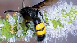 Ein Klagenfurter hat seltene Bewohner in seinem Garten. (Bild: J. Gepp/Naturschutzbund)