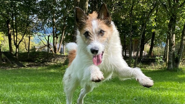 Hund Kalle (Bild: Tierschutzheim Vorarlberg)