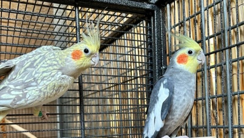 Wilma und Fred (Bild: Tierschutzheim Vorarlberg)