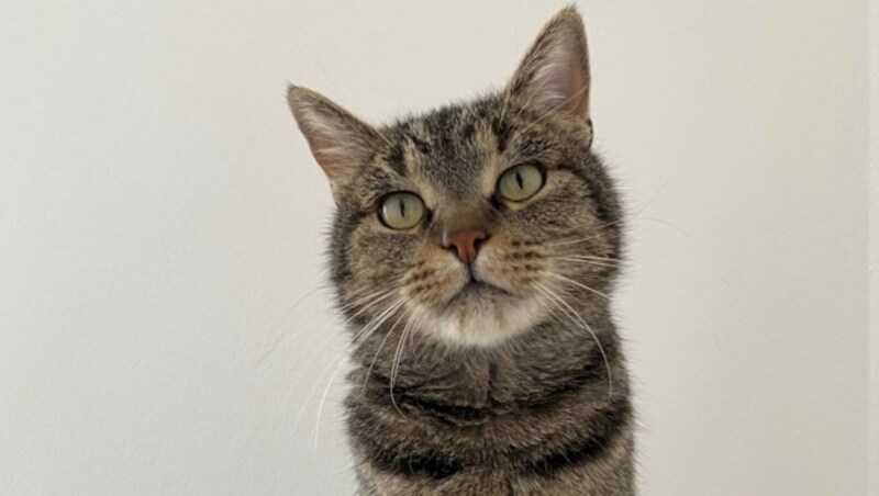 Kater Zimba (Bild: Tierschutzheim Vorarlberg)