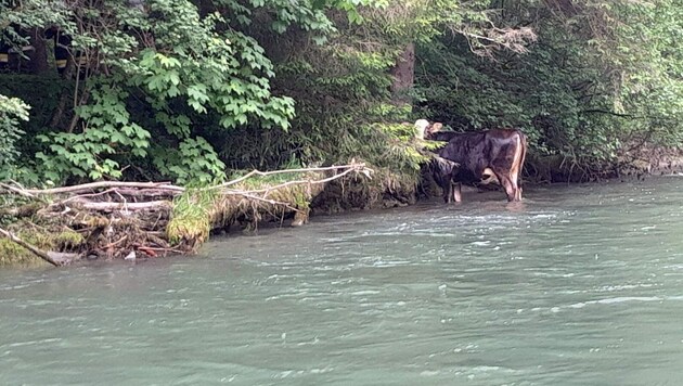 Die Kuh strandete völlig verängstigt am Ufer der Enns. (Bild: FF Niederöblarn)