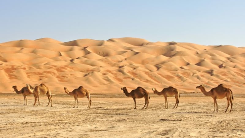 Die Dünen von Wahiba Sands sind bis zu 100 Meter hoch. (Bild: David Steele)