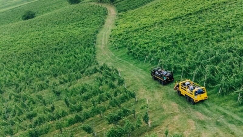 Wer Action liebt kommt bei den abenteuerlichen Pinzgauer Touren durch die Weinberge voll auf seine Kosten. (Bild: Sabine Doppelhofer)