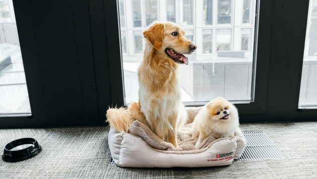Hunde sorgen für einen entspannteren Alltag im Büro, denn sie gleichen den Stress ihrer Menschen aus. (Bild: www.florencestoiber.com)