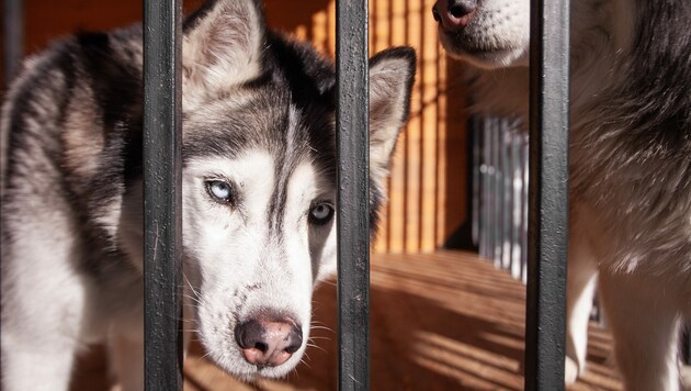 Drei der zwölf Tiere waren so schwach, dass sie nicht mehr stehen konnten. (Bild: Матвей Саливанчу)