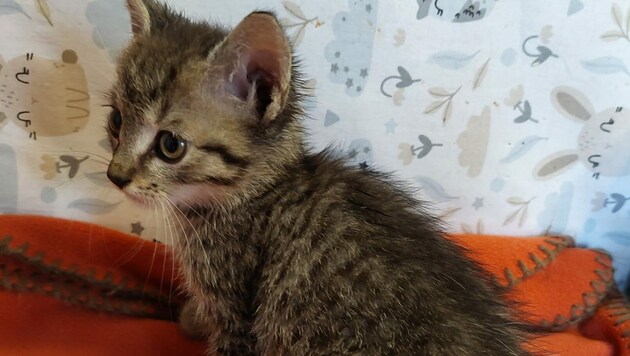 Das Katzenbaby erholt sich am Tierschutzhof der Pfotenhilfe. (Bild: Pfotenhilfe)