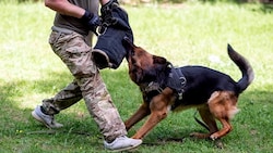 „Angriffstrainings“ für Hunde in Privathaltung sollen verboten werden. (Bild: stock.adobe.com)