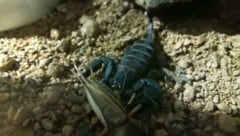 Der kleine schwarze Skorpion lebt jetzt im Zoo Salzburg. (Bild: Zoo Salzburg)