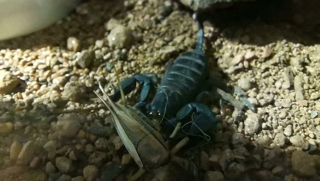 Der kleine schwarze Skorpion lebt jetzt im Zoo Salzburg. (Bild: Zoo Salzburg)