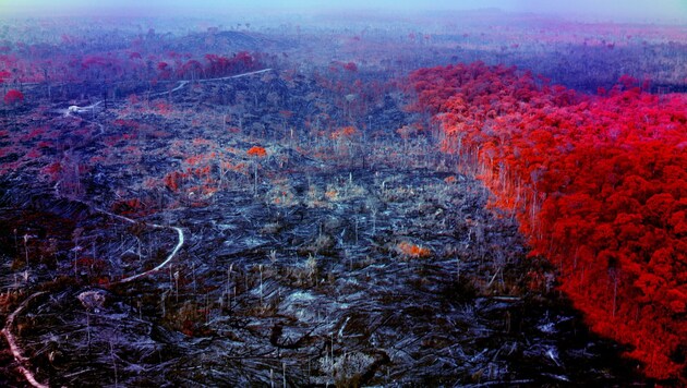 Richard Mosse macht in seinem Projekt die brutale Zerstörung des Regenwaldes durch die Industrie und die Folgen sichtbar. (Bild: Richard Mosse, Jack Shainman, Carlier Gebauer)