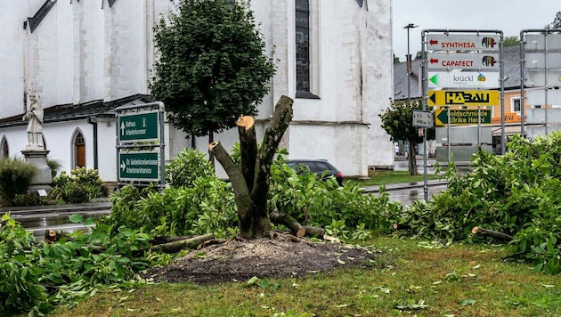 30 Jahre lang gehörte der Magnolienbaum zum Perger Stadtbild. (Bild: TEAM FOTOKERSCHI.AT / BRANDSTÄTTER)