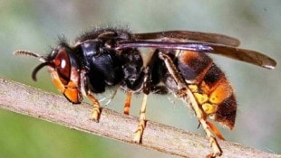 In Frankreich und Portugal haben sie schon flächendeckend Flughoheit, nun gibt es auch Alarm in ganz Deutschland. Die „Killerhornissen“ bedrohen ganze Ökosysteme. (Bild: AFP)