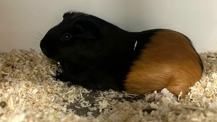 Meerschwein Manni