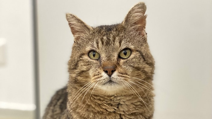 Kater Gert