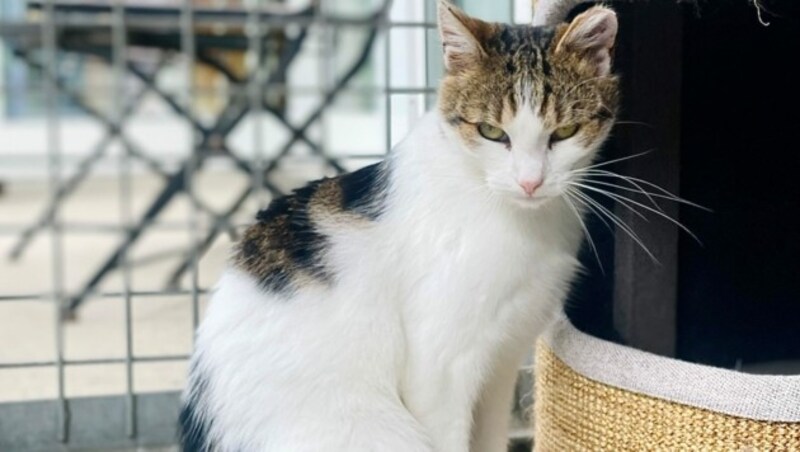 Katzendame Klara (Bild: Tierschutzheim Vorarlberg)