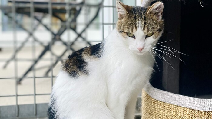 Katze Klara