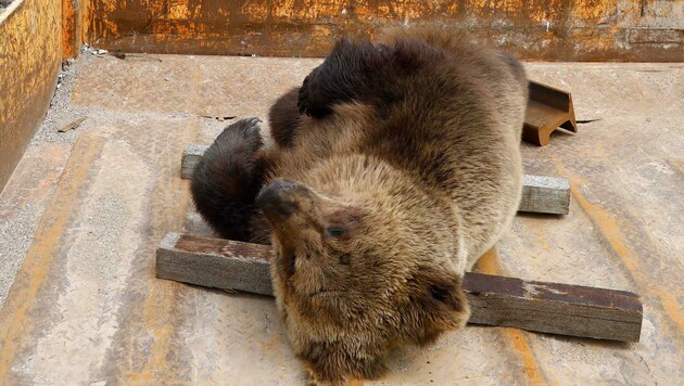 Der tote „Schwarzacher Bär“ wird jetzt ausgestopft (Bild: Gerhard Schiel)