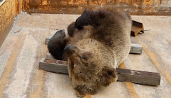 Der tote „Schwarzacher Bär“ wird jetzt ausgestopft (Bild: Gerhard Schiel)